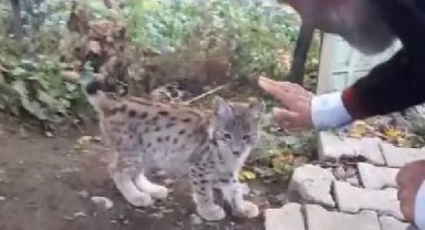Bulup doğaya bıraktığı vaşak yavrusu, geri döndü