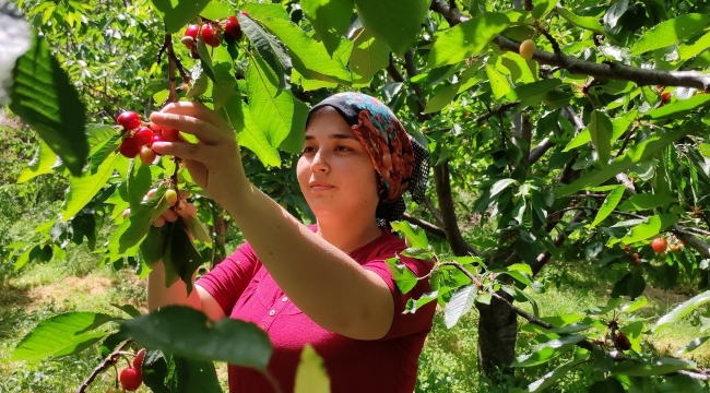 Antalya'da buruk erkenci kiraz hasadı