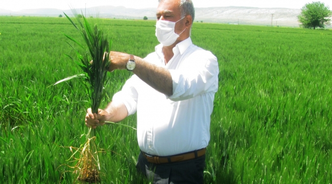 Araban'da firik hasadı başlıyor