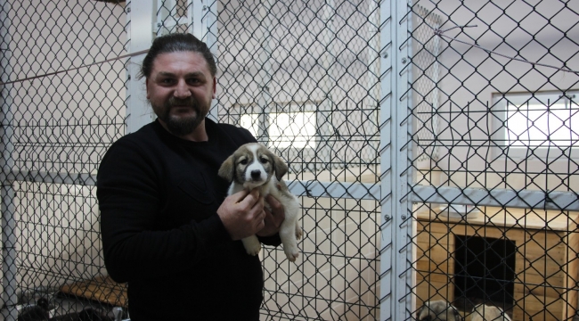Artvin'de sokak köpeği tek seferde 14 yavru doğurdu