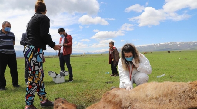 Ayağı kırılan atın yardımına Tarım ve Orman Bakanlığı görevlileri yetişti
