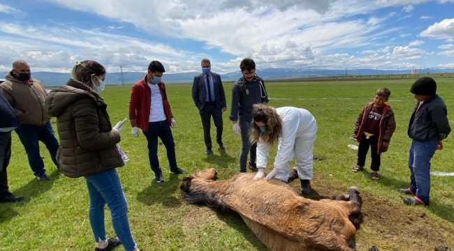 Ayağı kırıldığı için çayırda mahsur kalan at, Belediye ve Doğa koruma ekiplerince kurtarıldı
