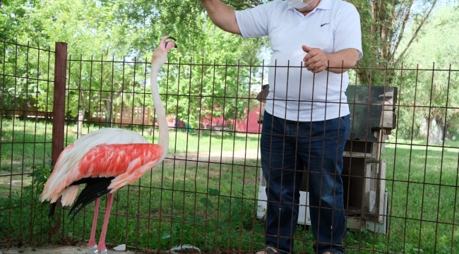 Ayağı yanan flamingoya protez bacak yaptı