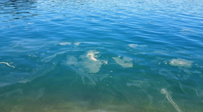 Ayvalık'ta deniz salyası alarmı