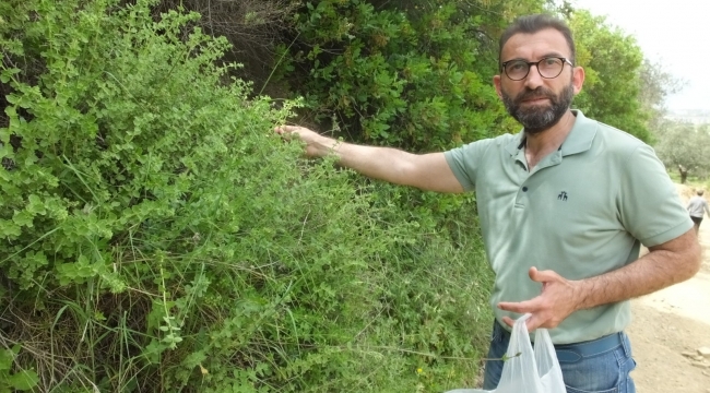 Balıkesir'de kekik hasadına başlandı