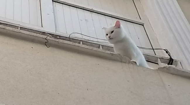 Balkon demirlerine sıkışan kediyi itfaiye ekipleri kurtardı