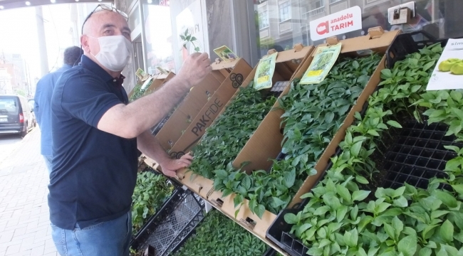 Burhaniye'de pandemi sebze fidesi satışlarını artırdı