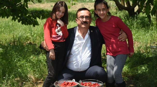Bursa'da erkenci kirazı hasadı başladı