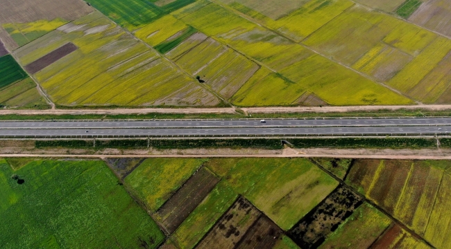 Bursa'da hasat öncesi tarlalar halı desenlerini aratmadı