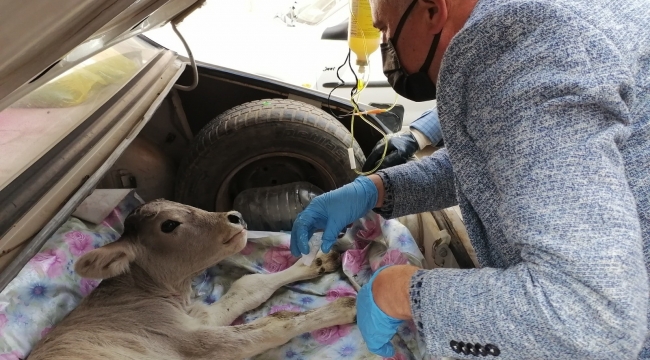 Buzağısını otomobille veterinere yetiştirdi