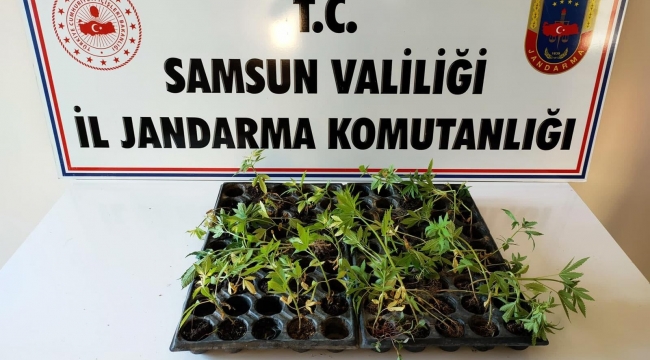 Çarşamba'da 55 kök kenevir ele geçirildi