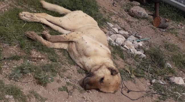 Çoban köpeklerinin eş zamanlı zehirlendiği iddiası