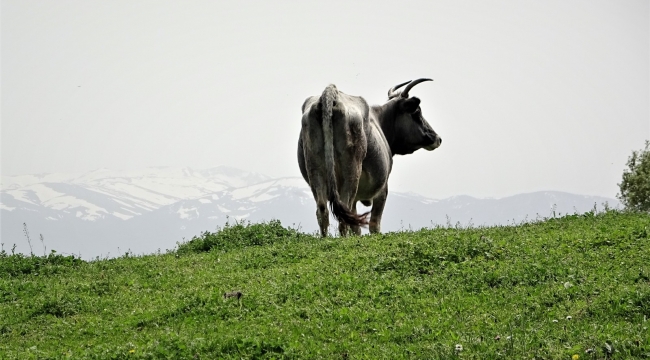 Dağda kurbanlık dana avı