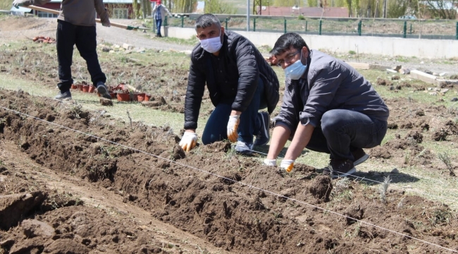 Diyadin'de 10 Bin 400 adet lavanta ekimi yapıldı