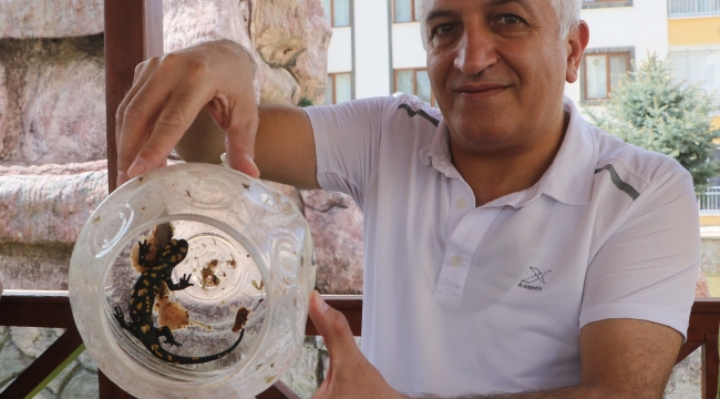 Doğada nadir görülüyordu, turşu bidonunda koruma altına alıp yaşam alanına bıraktı