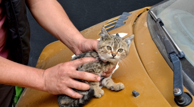 Duyarlı vatandaştan otomobilin sürücüsüne not: "Kaputta kedi var"