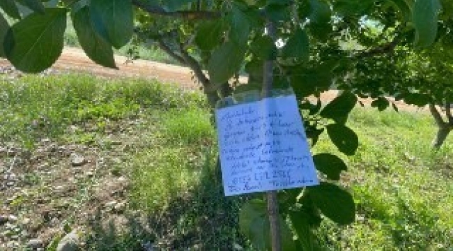Erik ağacının dalına not bıraktı, "Borcum var ise iban atın"