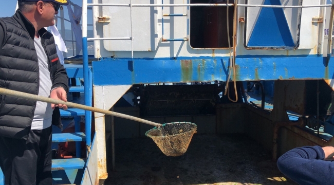 Gemlik Körfezi'nde plankton temizliği başladı