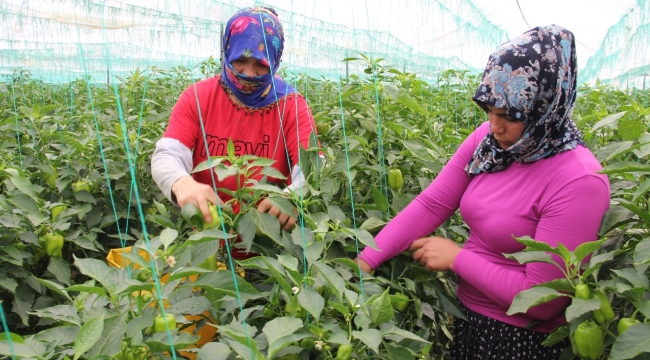 Herkes evdeyken onlar 40 derece sıcakta serada çalışıyor