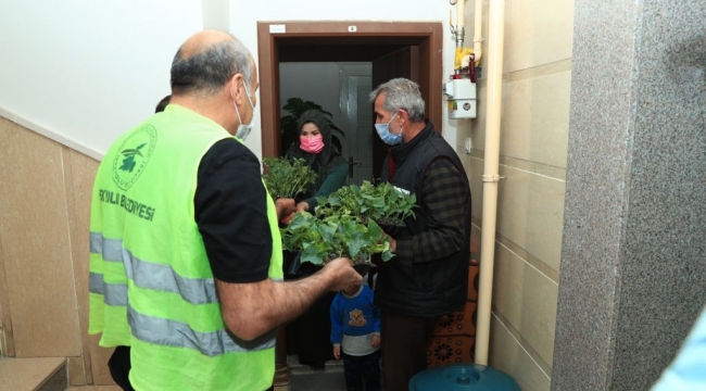 İpekyolu Belediyesi balkonları bahçeye çeviriyor