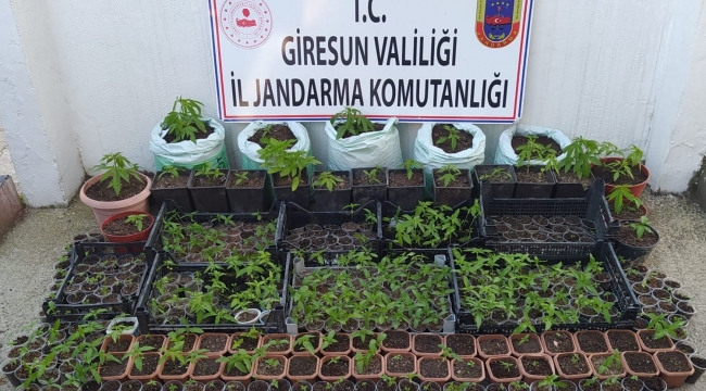 Jandarma ve Emniyetten uyuşturucu operasyonu
