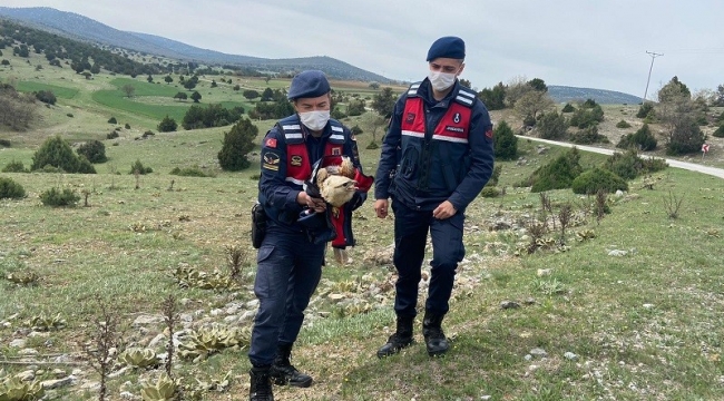 Jandarmanın bulduğu yaralı kızıl şahin tedavi altına alındı