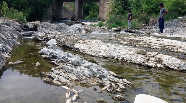 Kahramanmaraş'ta toplu balık ölümleri