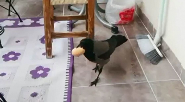 Karganın yumurta hırsızlığı
