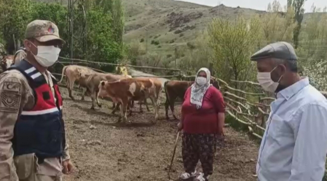 Kaybolan sürüyü jandarma buldu