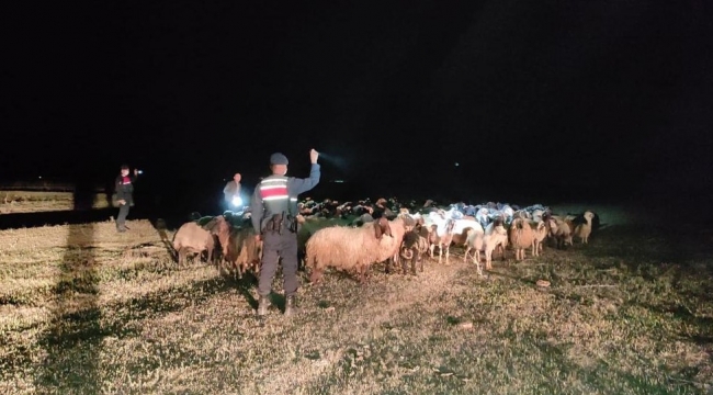 Kayıp koyunları jandarma buldu