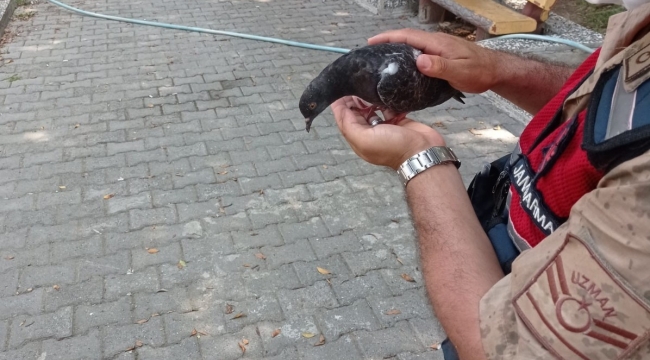 Kedinin saldırısına uğrayan güvercini jandarma kurtardı