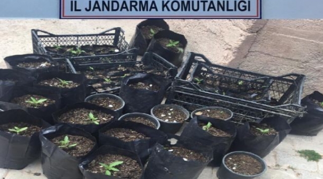 Kocaeli'de 157 kök kenevir ele geçirildi
