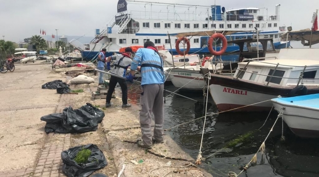 Körfez'deki deniz marulları temizleniyor