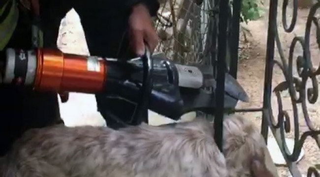 Korkuluklara sıkışan köpek kurtarıldı