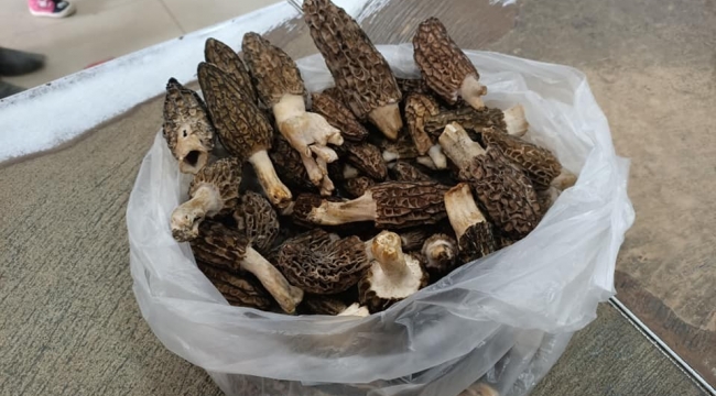 Kuzugöbeği, kilosu 100 TL'den alıcı buluyor
