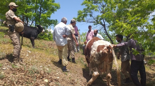 Mahsur kalan ineği jandarma ekipleri kurtardı