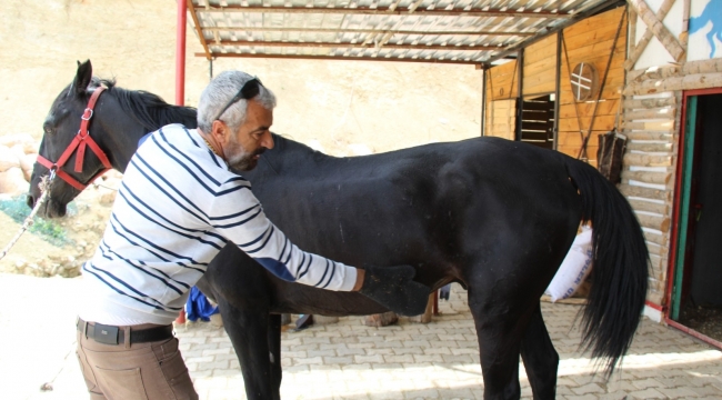 Mardin'de atlı binicilik sporuna yoğun ilgi