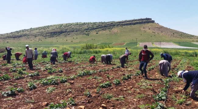 Mevsimlik tarım işçilerinin Ramazan'da zorlu mesaisi