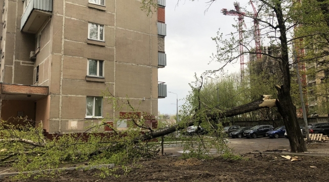 Moskova'da şiddetli rüzgar 56 ağacı devirdi: 2 yaralı