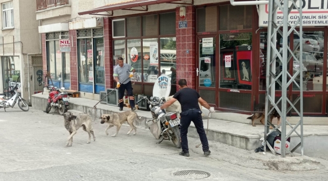 Mut'ta sokak köpekleri toplatılıyor