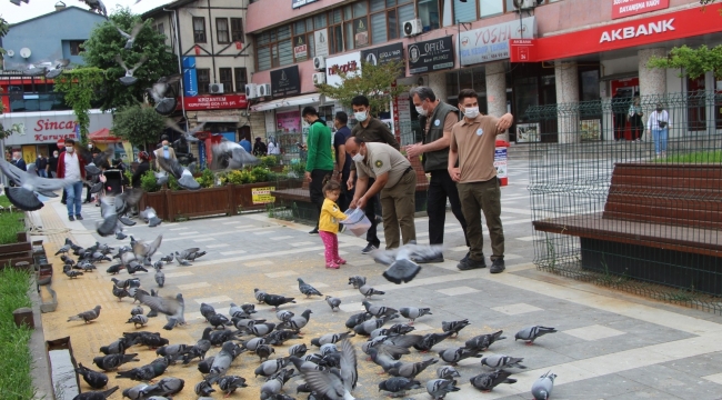 Orman Bölge Müdürlüğü ekipleri Devrek'te kuşları yemledi