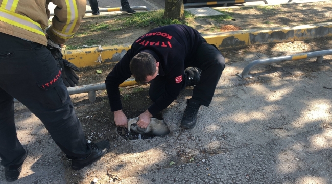 Otoparkta oynayan yavru köpekler çukura sıkıştı