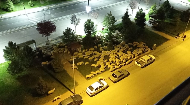 Pandemide boş kalan park koyunlara mera oldu