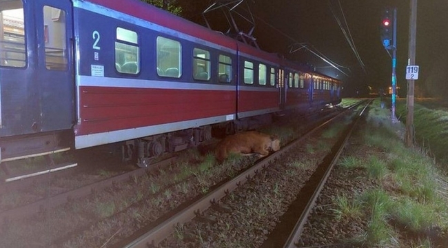 Polonya'da 2 inek tren kazasından yara almadan kurtuldu
