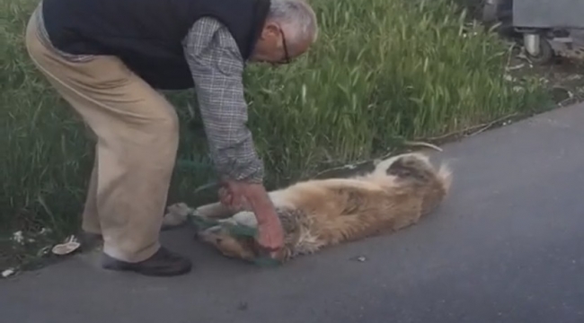 Sarıyer'de köpeği ciple sürükleyerek çöpe atan şahıs serbest bırakıldı