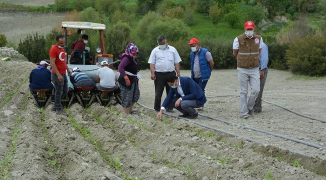 Selendi'de tütün üreticilerinin telaşı devam ediyor