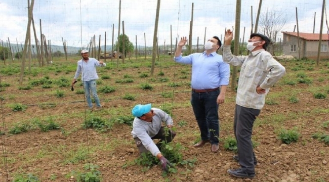 Şerbetçi otunda ipleme mesaisi başladı