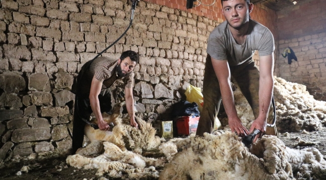 Sivas'ta koyunları kırkım işlemi başladı