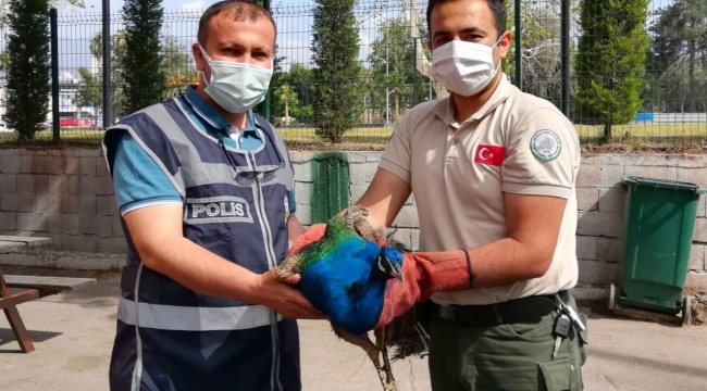Tavus kuşu çalan hırsızlar yakalandı