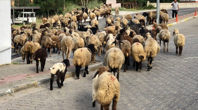 Turizm kentinin sokaklarını mera gibi kullandı